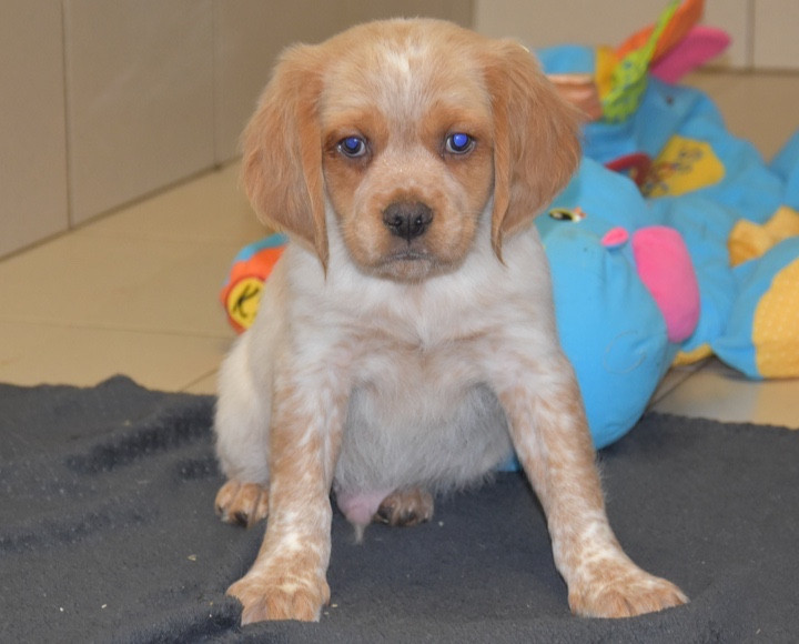 Du Grand Etricher - Chiots disponibles - Epagneul Breton
