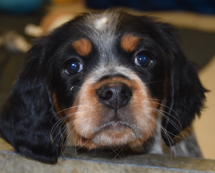 Du Grand Etricher - Chiots disponibles - Epagneul Breton