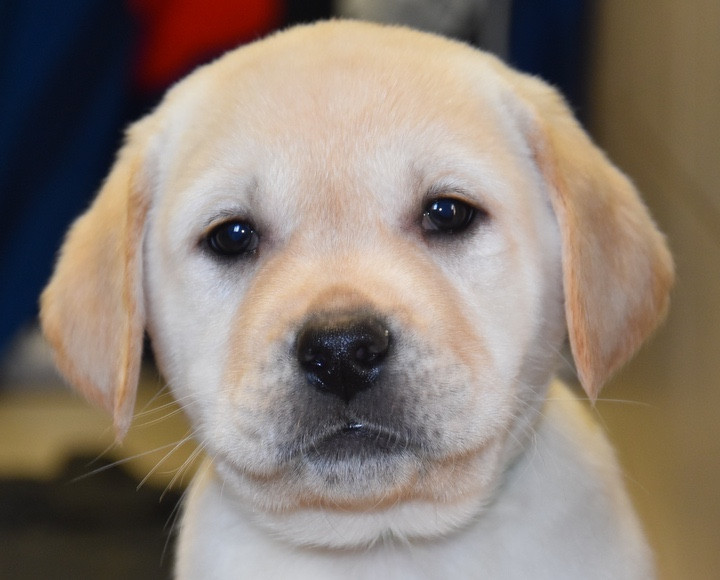 Du Grand Etricher - Chiots disponibles - Labrador Retriever
