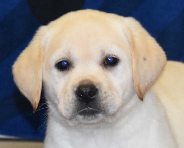 Du Grand Etricher - Chiots disponibles - Labrador Retriever