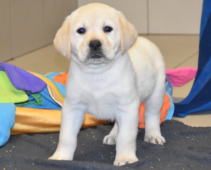 Du Grand Etricher - Chiots disponibles - Labrador Retriever