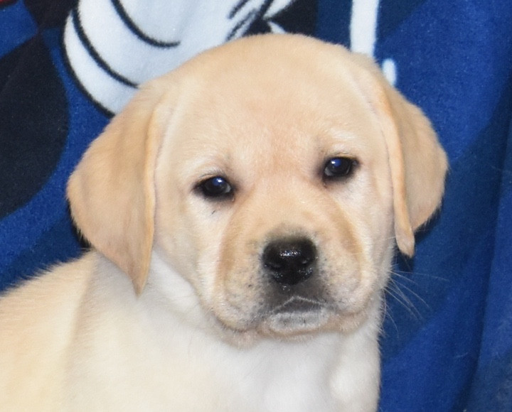 Du Grand Etricher - Chiots disponibles - Labrador Retriever