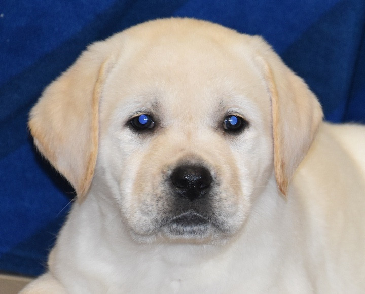 Du Grand Etricher - Chiots disponibles - Labrador Retriever