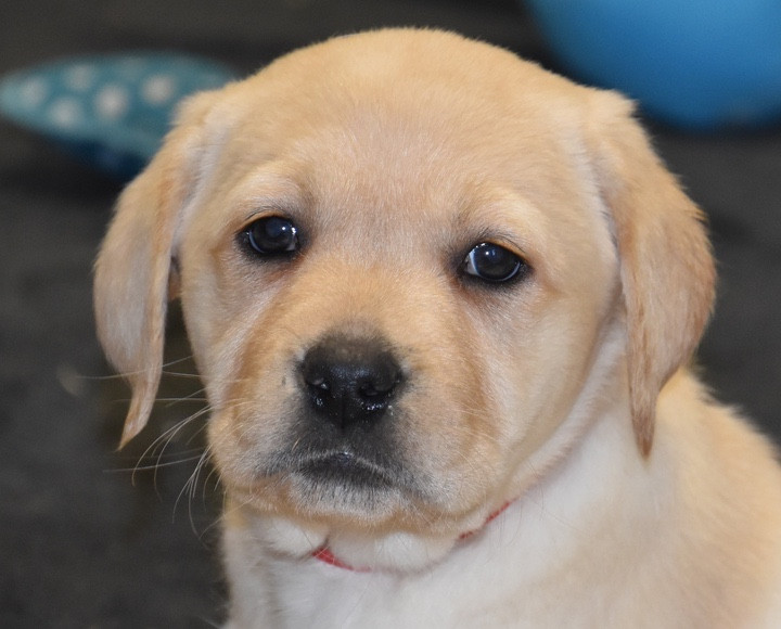 Du Grand Etricher - Chiots disponibles - Labrador Retriever