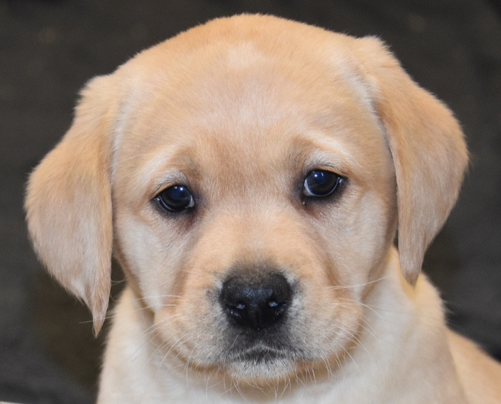 Du Grand Etricher - Chiots disponibles - Labrador Retriever