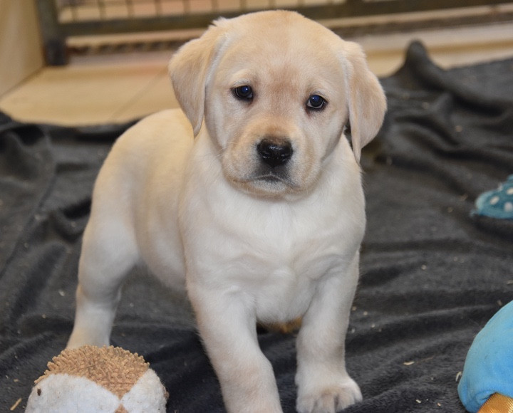 Du Grand Etricher - Chiots disponibles - Labrador Retriever