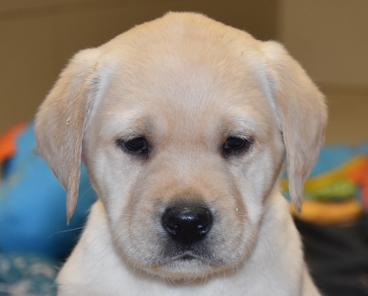 Du Grand Etricher - Chiots disponibles - Labrador Retriever