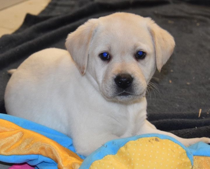 Du Grand Etricher - Chiots disponibles - Labrador Retriever
