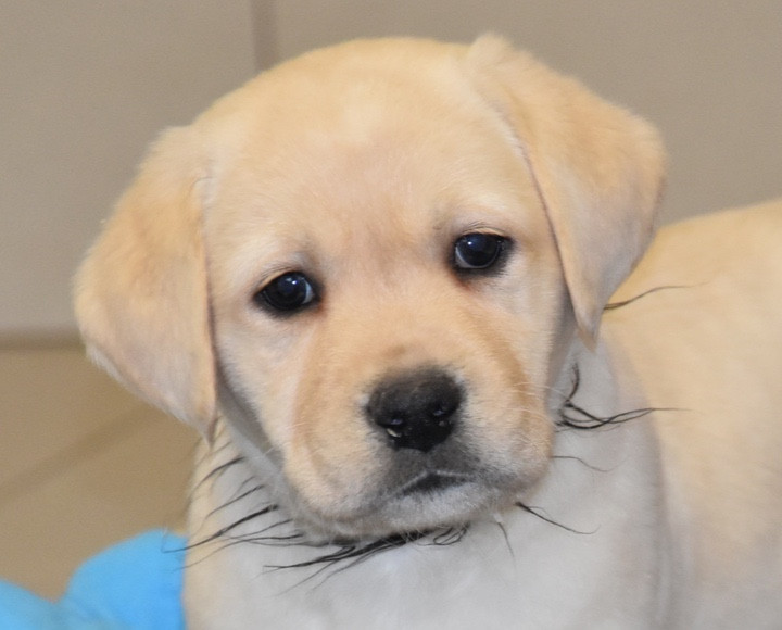 Du Grand Etricher - Chiots disponibles - Labrador Retriever