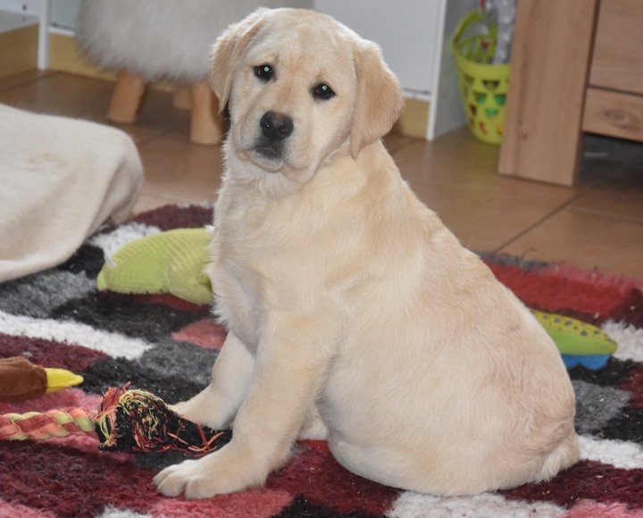 Du Grand Etricher - Chiots disponibles - Labrador Retriever
