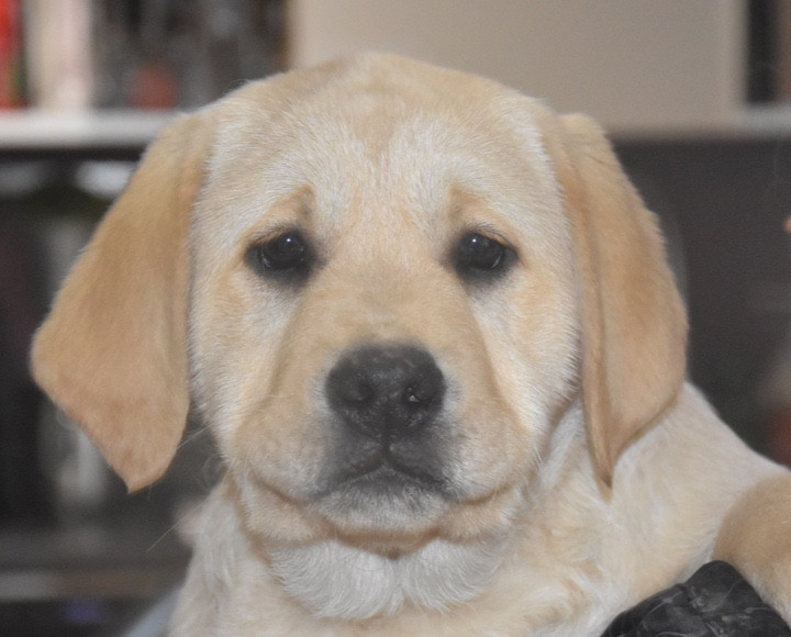 Du Grand Etricher - Chiots disponibles - Labrador Retriever