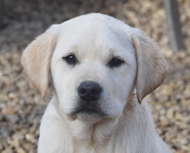 Du Grand Etricher - Chiots disponibles - Labrador Retriever