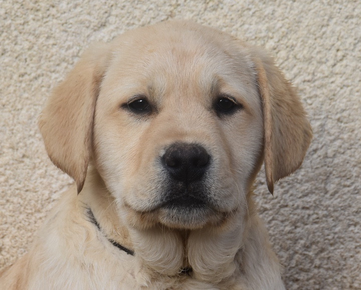 Du Grand Etricher - Chiots disponibles - Labrador Retriever