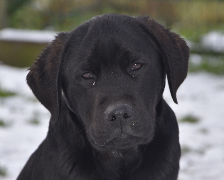 Du Grand Etricher - Chiots disponibles - Labrador Retriever