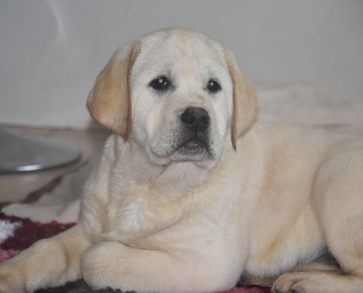 Du Grand Etricher - Chiots disponibles - Labrador Retriever