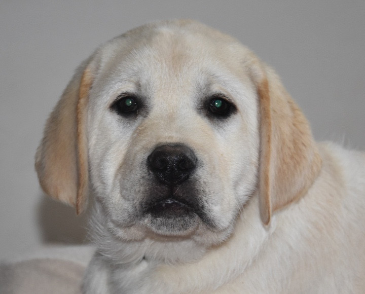 Du Grand Etricher - Chiots disponibles - Labrador Retriever