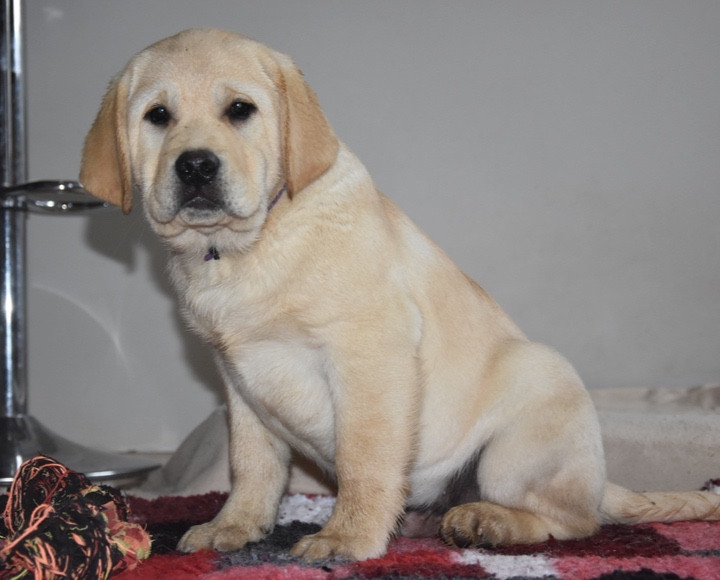 Du Grand Etricher - Chiots disponibles - Labrador Retriever
