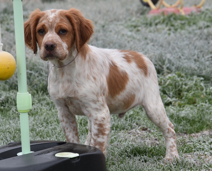 Du Grand Etricher - Chiots disponibles - Epagneul Breton