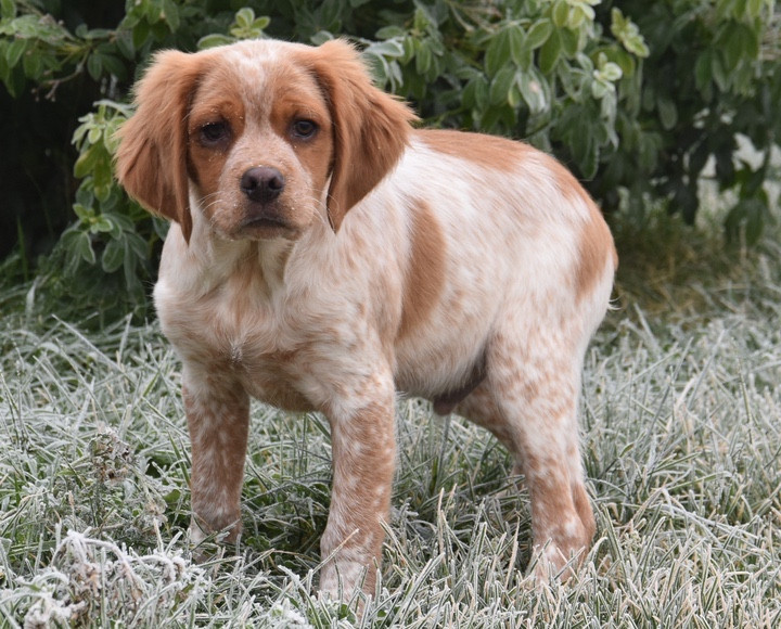Du Grand Etricher - Chiots disponibles - Epagneul Breton
