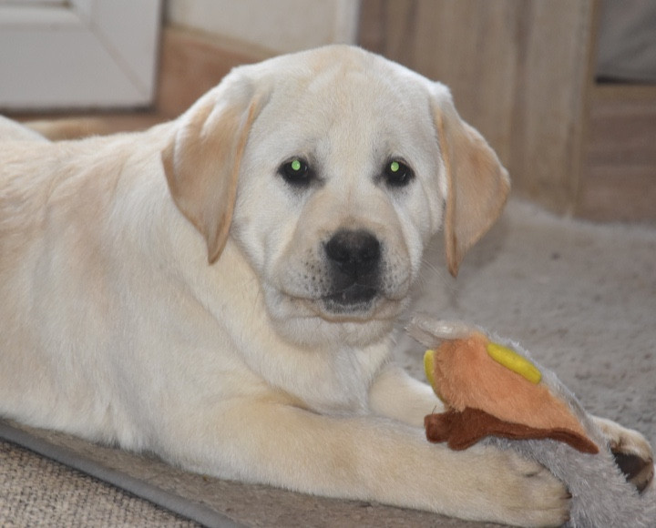 Du Grand Etricher - Chiots disponibles - Labrador Retriever