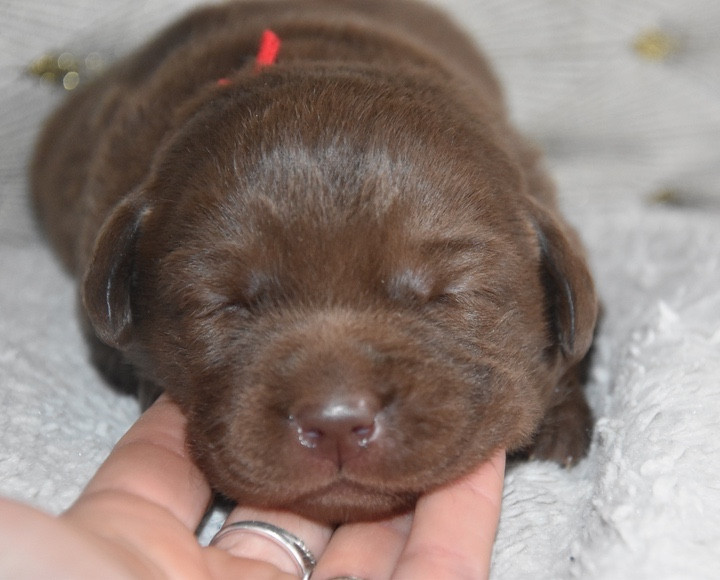 Du Grand Etricher - Chiots disponibles - Labrador Retriever