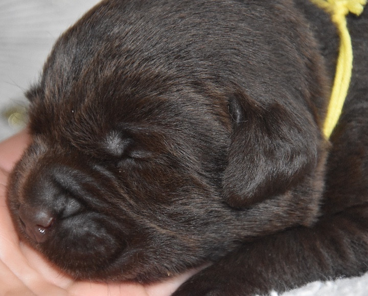 Du Grand Etricher - Chiots disponibles - Labrador Retriever
