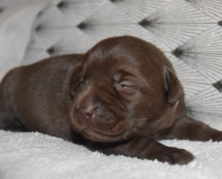 Du Grand Etricher - Chiots disponibles - Labrador Retriever