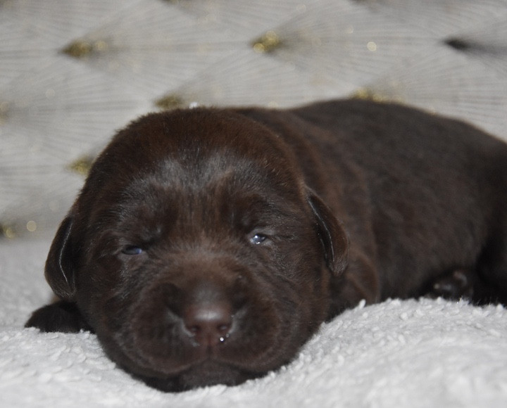 Du Grand Etricher - Chiots disponibles - Labrador Retriever