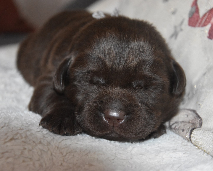 Du Grand Etricher - Chiots disponibles - Labrador Retriever