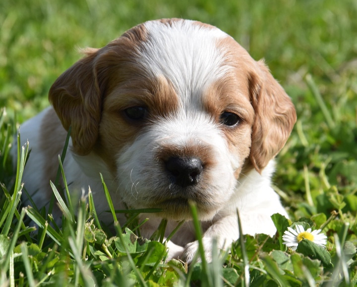 Du Grand Etricher - Chiots disponibles - Epagneul Breton