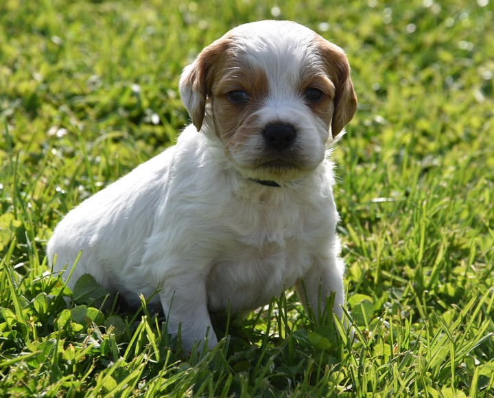 Du Grand Etricher - Chiots disponibles - Epagneul Breton