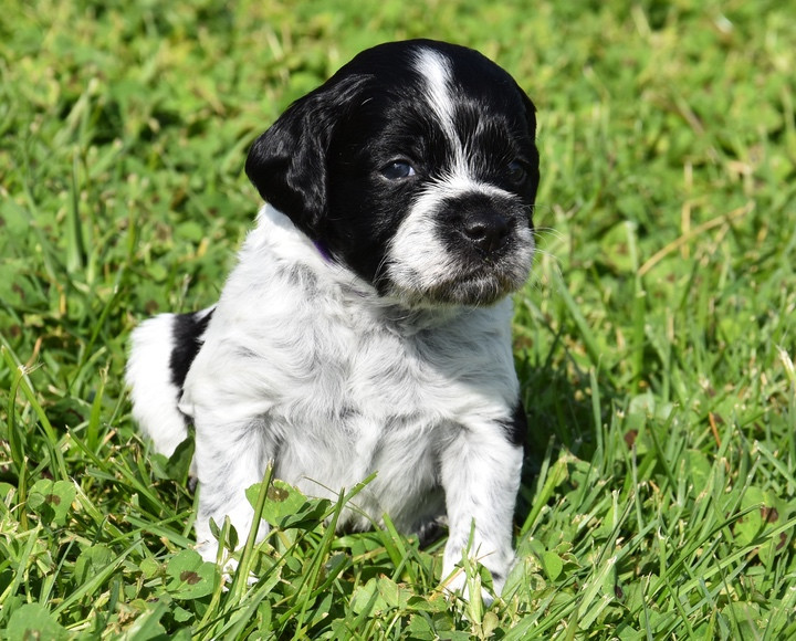 Du Grand Etricher - Chiots disponibles - Epagneul Breton