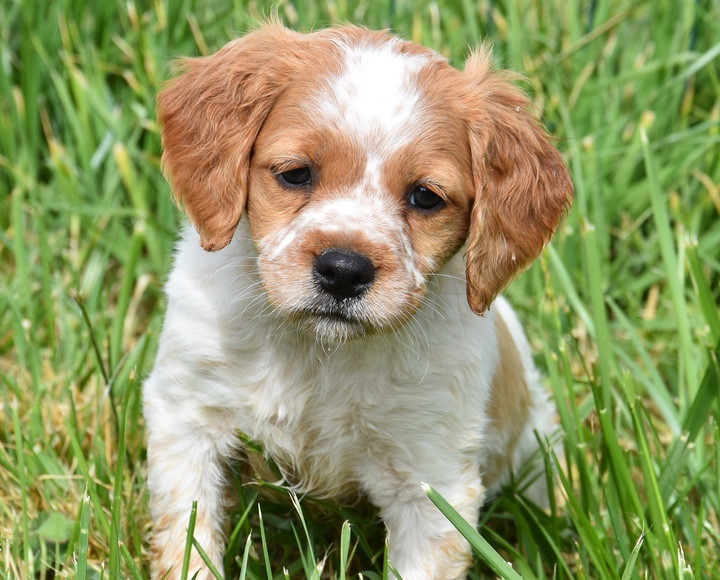 Du Grand Etricher - Chiots disponibles - Epagneul Breton