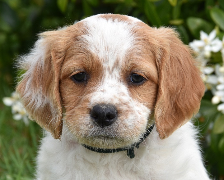 Du Grand Etricher - Chiots disponibles - Epagneul Breton