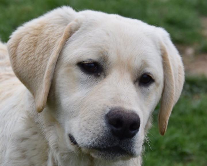 Du Grand Etricher - Chiots disponibles - Labrador Retriever