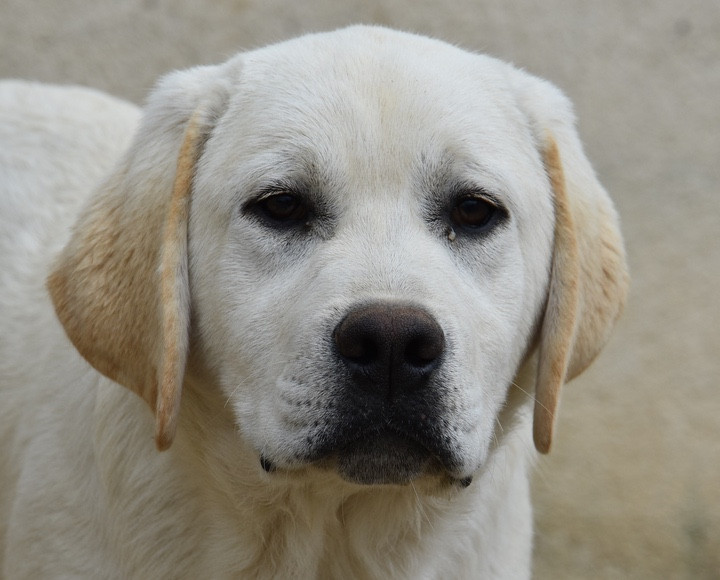 Du Grand Etricher - Chiots disponibles - Labrador Retriever