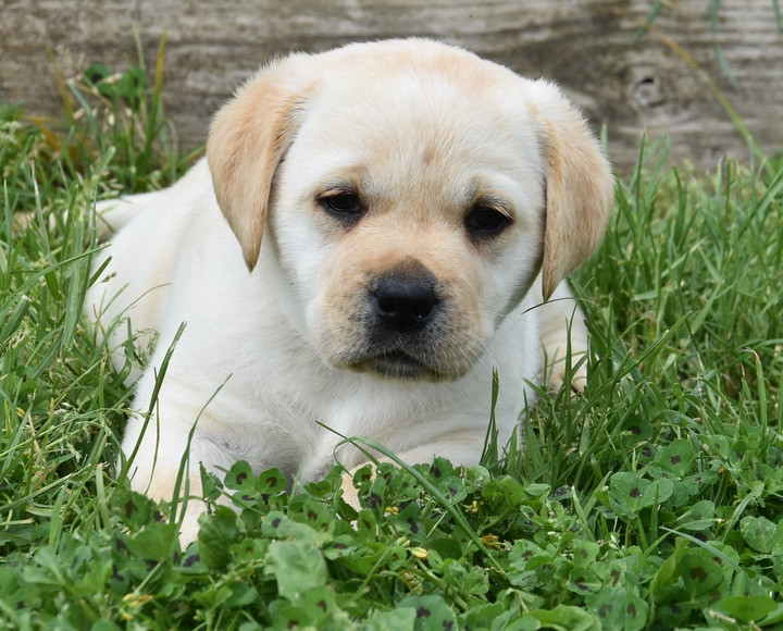 Du Grand Etricher - Chiots disponibles - Labrador Retriever