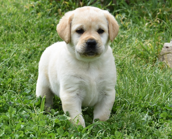Du Grand Etricher - Chiots disponibles - Labrador Retriever