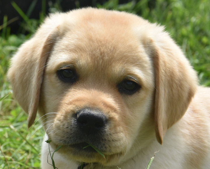 Du Grand Etricher - Chiots disponibles - Labrador Retriever
