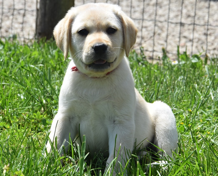 Du Grand Etricher - Chiots disponibles - Labrador Retriever