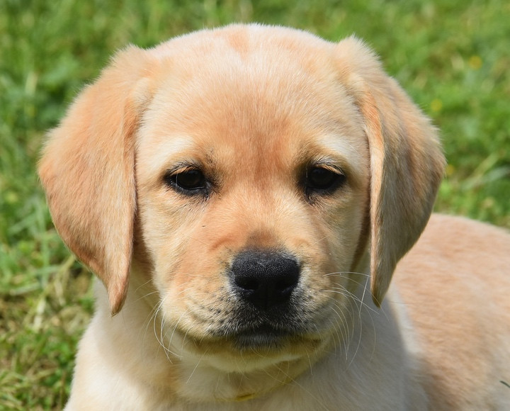 Du Grand Etricher - Chiots disponibles - Labrador Retriever
