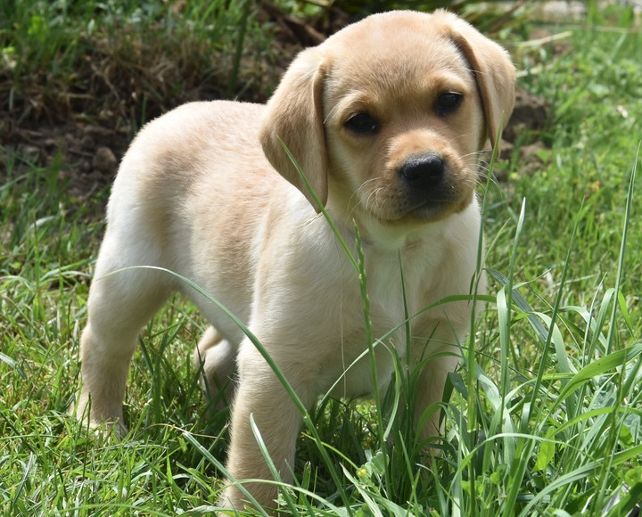Du Grand Etricher - Chiots disponibles - Labrador Retriever