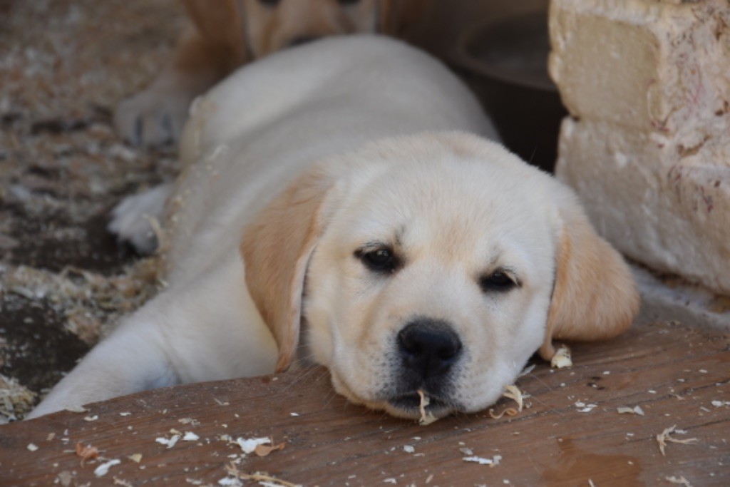 Du Grand Etricher - Chiots disponibles - Labrador Retriever