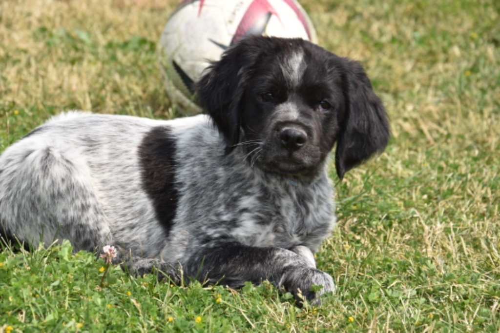Du Grand Etricher - Chiots disponibles - Epagneul Breton