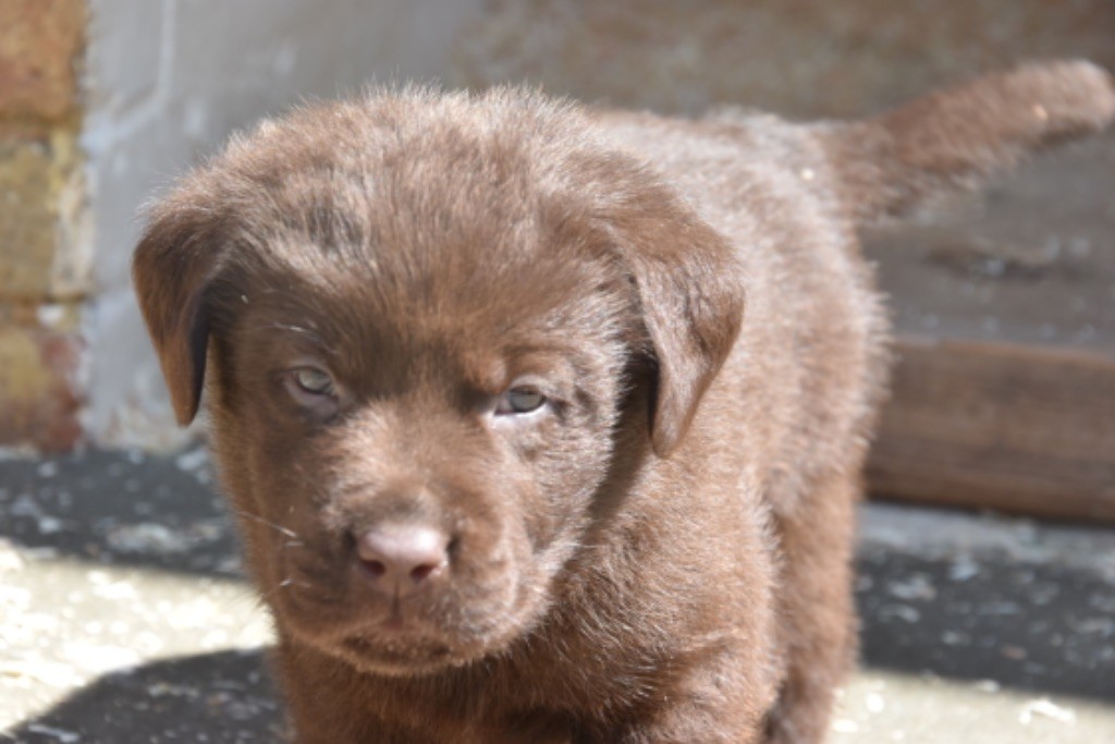 Du Grand Etricher - Chiots disponibles - Labrador Retriever