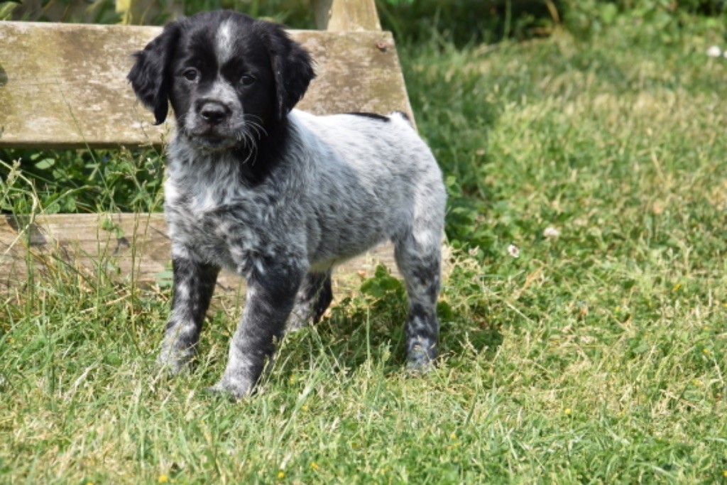 Du Grand Etricher - Chiots disponibles - Epagneul Breton