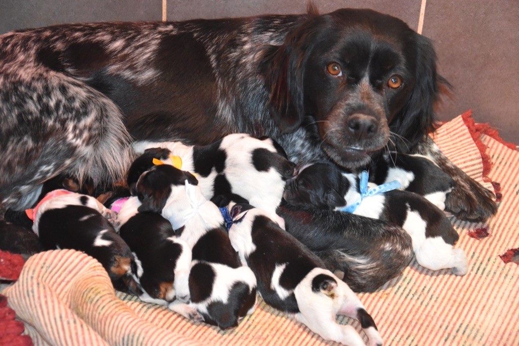 Chiot Epagneul Breton Du Grand Etricher
