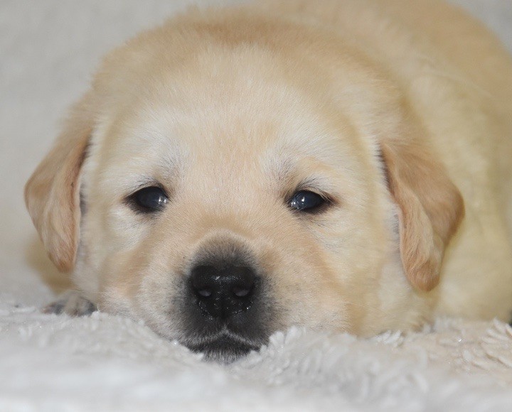 Du Grand Etricher - Chiots disponibles - Labrador Retriever