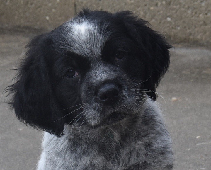 Du Grand Etricher - Chiots disponibles - Epagneul Breton
