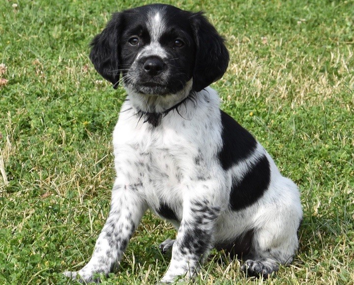 Du Grand Etricher - Chiots disponibles - Epagneul Breton